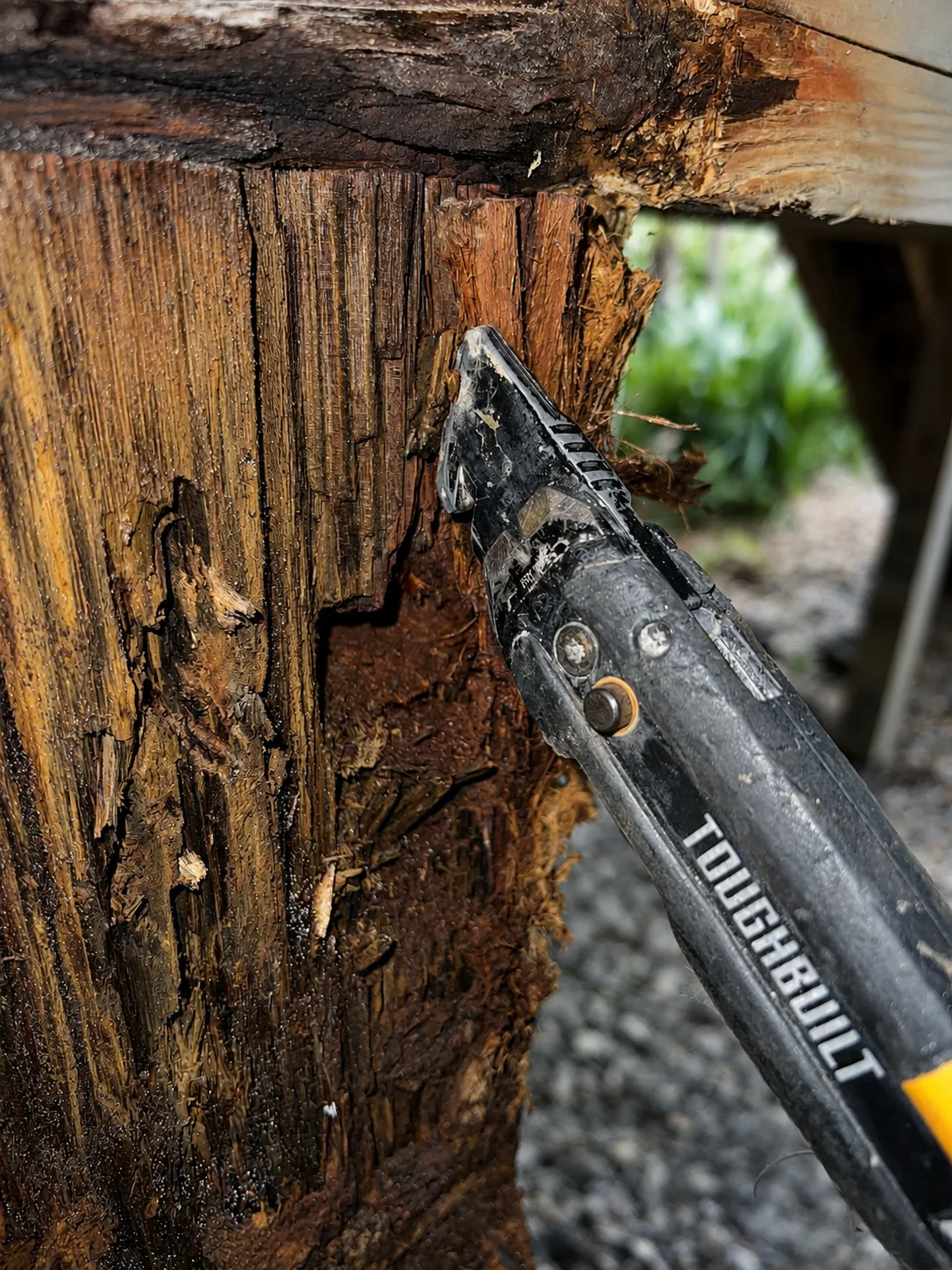 Coastal wood rot
